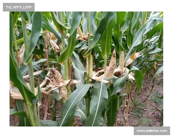 从种植到收获全面解析高地红石榴的生长养护与管理技巧 从种植到收获全面解析高地红石榴的生长养护与管理技巧